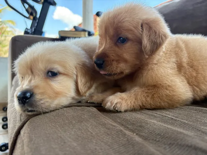 Golden retriever