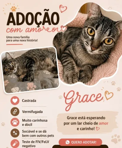 Gatinha adoção responsável