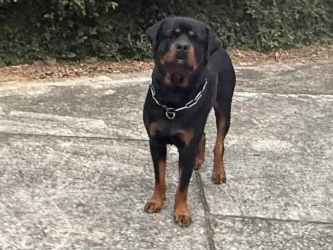Doação Rottweiler 18 meses Macho com Pedigree