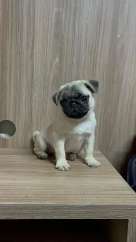 Filhote de Pug fêmea com pedigree