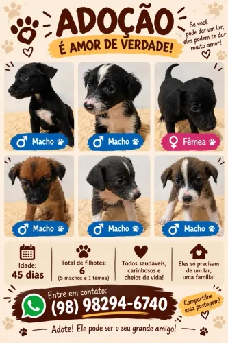 Cachorros Para Doação