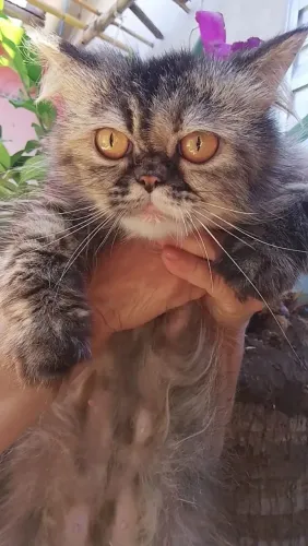 Linda Gata Persa adulta