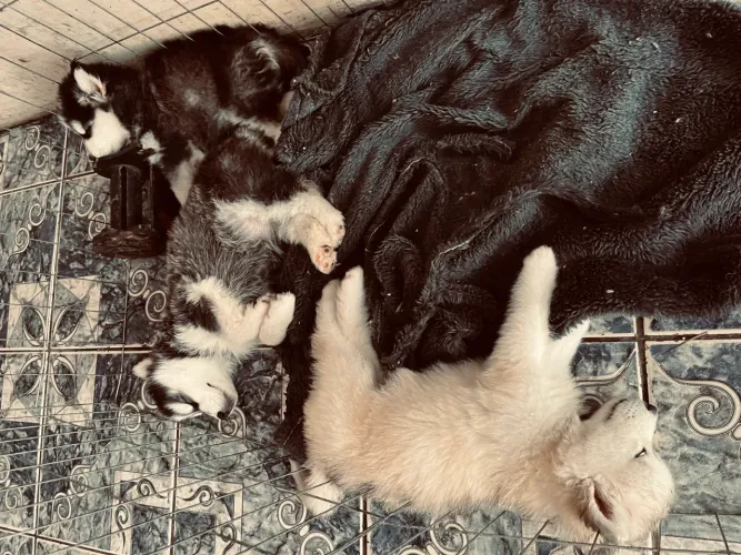 Vendo husky siberiano fêmeas