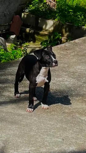 Filhote de Pitbull com staffordshire 