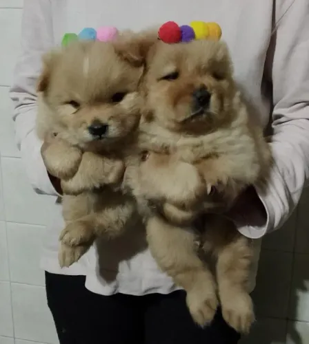 Filhotes de Spitz Alemão | Sempre conquistando sorrisos.