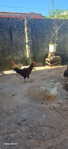 Aves galinha e galo 