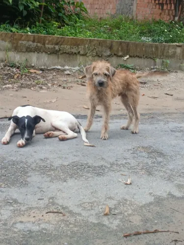 Doa se Pet's