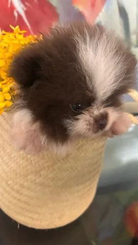 Machinho Spitz Anão