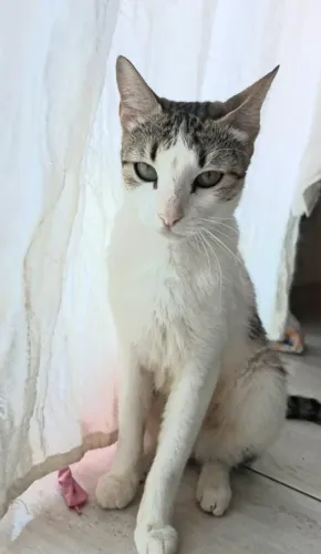 Animais de estimação 