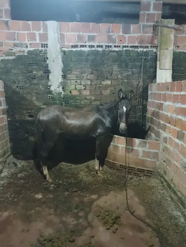 Burra mula
