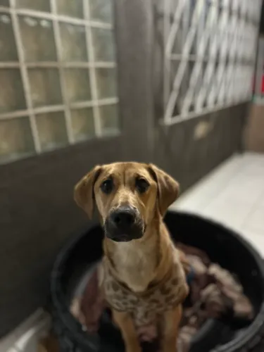 Doa-se cachorrinha Luna