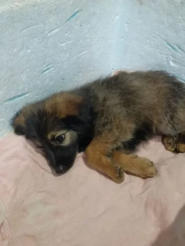 Cachorro fêmea