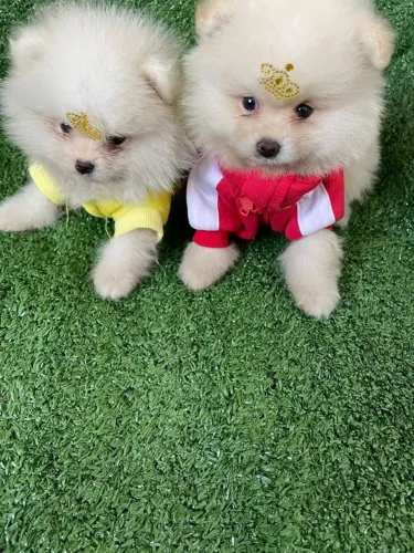 Disponível Belo Lulu macho
