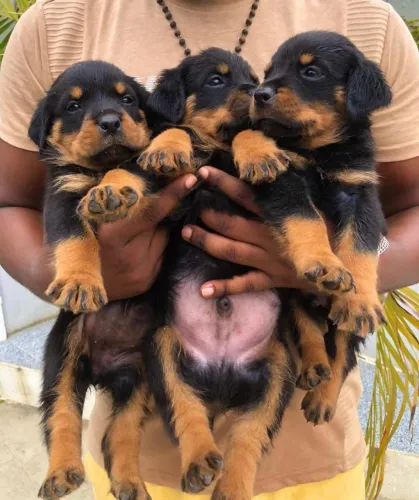Filhote rottweiler, Seu coração está pronto para esse novo amor peludo?