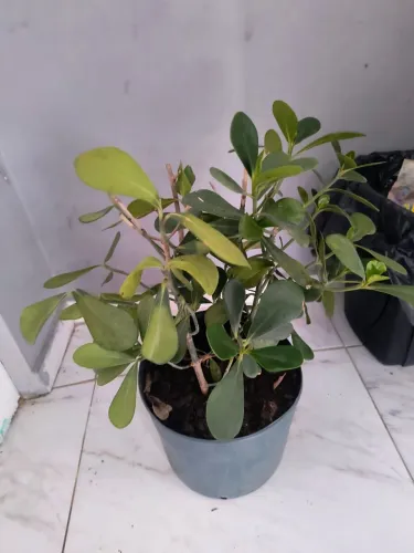 Lindo vaso planta. Bairro Cajuru