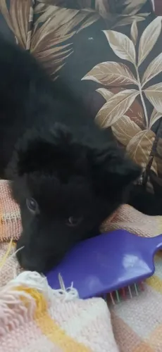 Dia se cachorro macho