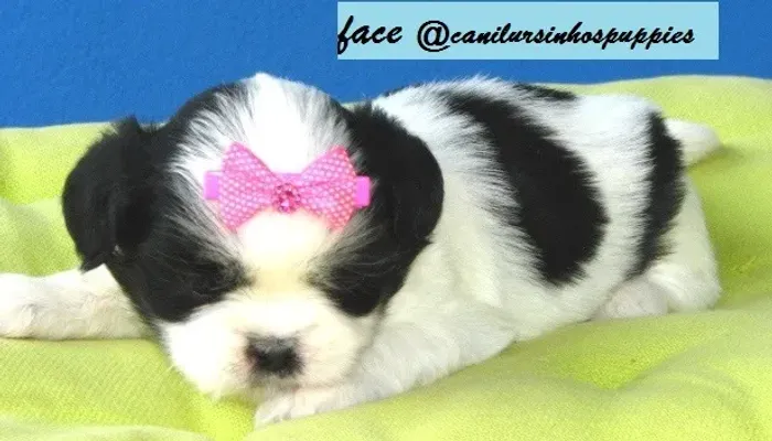 lhasa apso perfeitos bebes pronta entrega confira