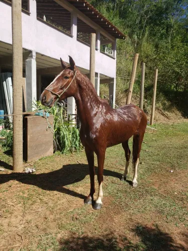 Cavalo* Égua manga larga mineira marchadeira