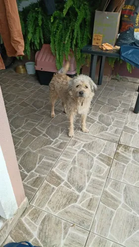 Doação de cachorro macho adulto