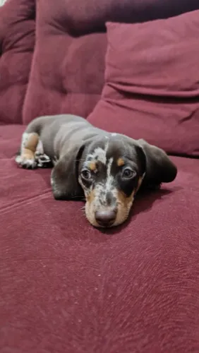 Basset salsicha teckel MACHO ARLEQUIM CHOCOLATE