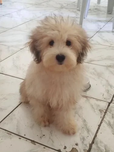 Poodle misturado com Shitzu 