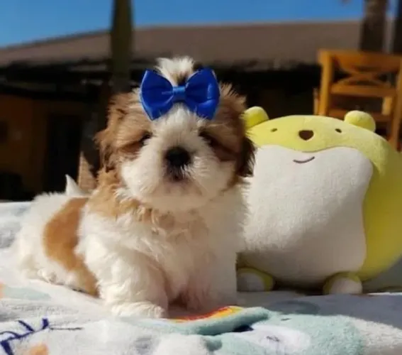 Machinho micro