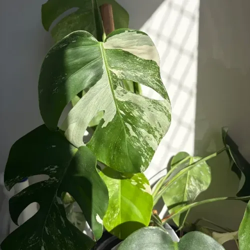 Monstera Albo Variegata 