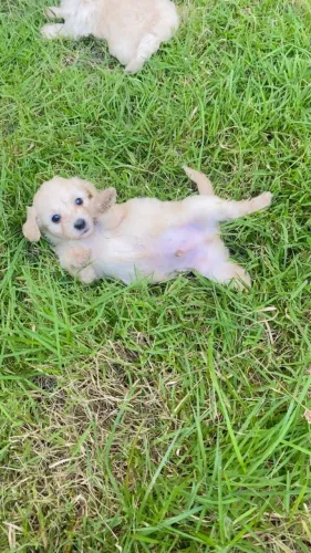 Cachorro poodle  
