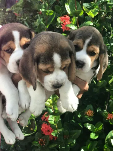Beagle 13polegadas com pedigre disponíveis para venda