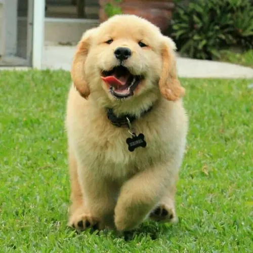 Golden Retriever - Uma Combinação Perfeita De Fofura E Personalidade
