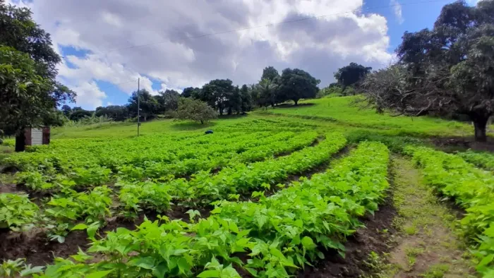 Vende-se Sítio/Chácara no distrito de Roma de cima, na cidade de Bananeiras-PB