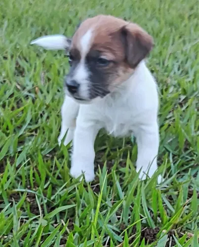 Filhotes Jack Russell Terrier - CBKC