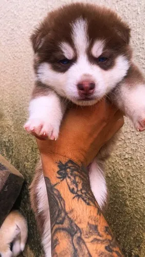 Linda ninhada de filhotes de husky siberiano disponível!
