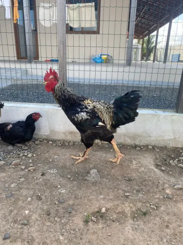 Galo Balão