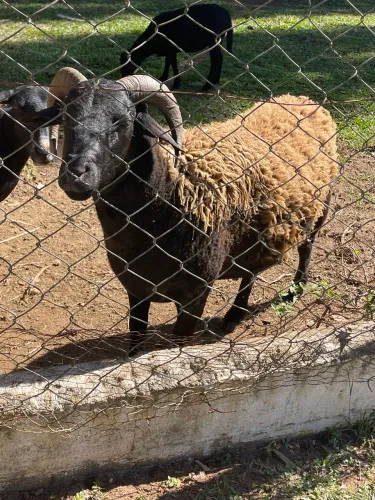 Casal Reprodutor de Ovelhas com Filhote