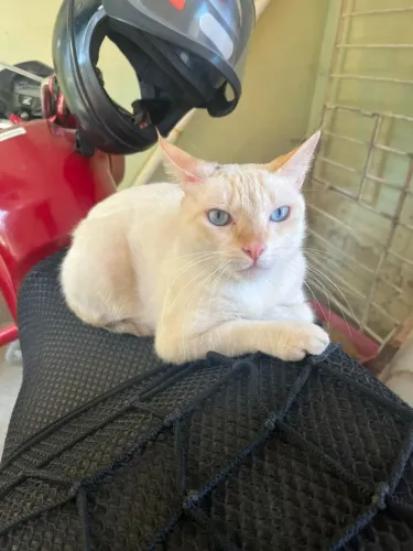 Doação de gato