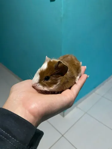 Porquinho da índia bebezinho 