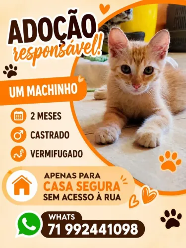 Gatinho para adoção responsável 