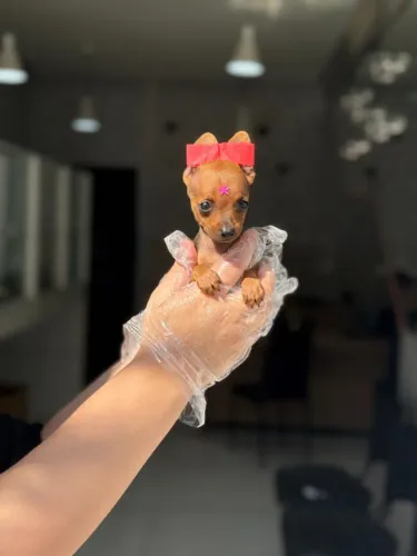 Pinscher Miniatura com Procedência e Garantia