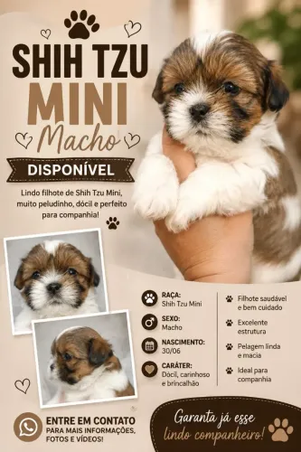 Filhote Shitzu mini