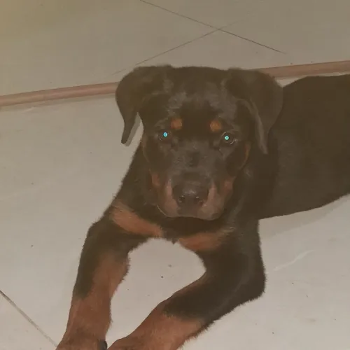 Rottweiler padrao alemão 