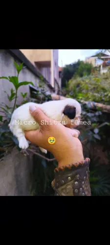 Shitzu