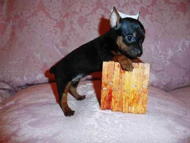 Fantasticos filhotes de pinscher zerinho esse vc se encanta