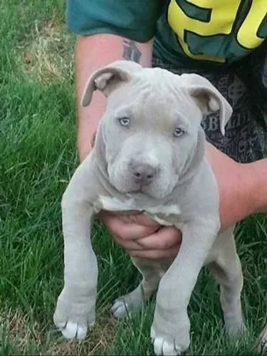 Filhote de Pitbull ideal é fiel 
