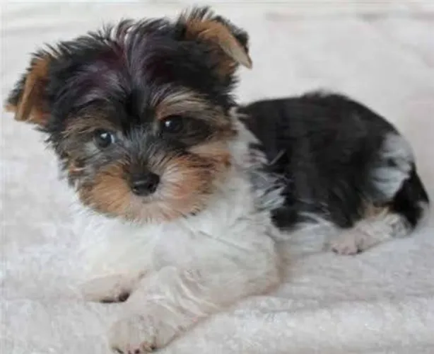 Yorkshire Terrier Filhote, Biewer - Lindíssimos fêmeas e machinhos 