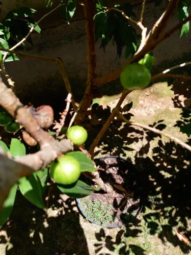 Jabuticaba branca..... Com frutas