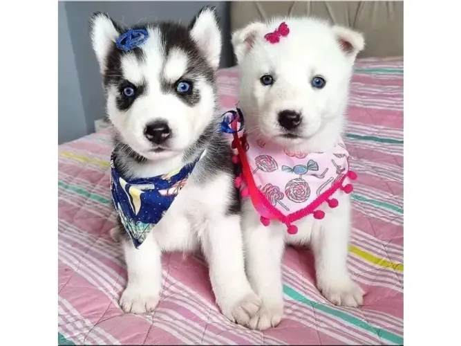 Cachorro de Husky Siberiano à Venda! ? Lindo, ativo e cheio de energia. Ideal para quem