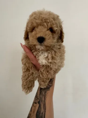 Poodle Toy Macho Adorável entrega hoje filhotes 