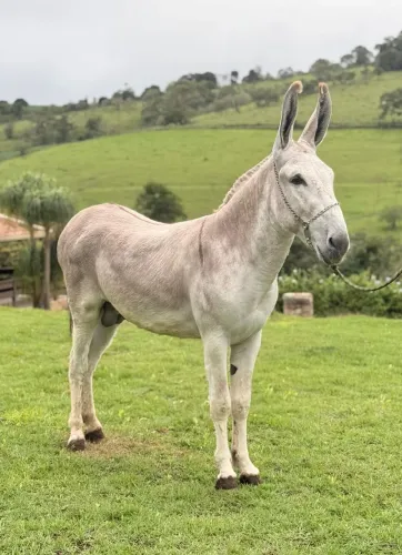 Cobertura Jumento pêga