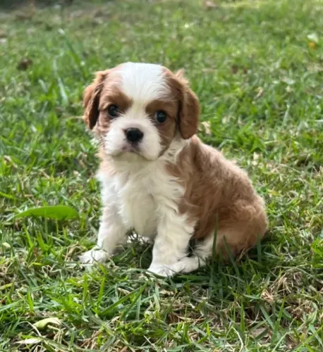 Cavalier King: padrão internacional e acompanhamento veterinário